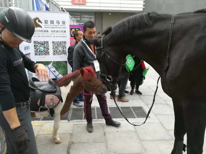 大為獸用超聲展會,B超展會，北京國際展覽中心舉行的第十一屆中國國際馬業馬術展覽會