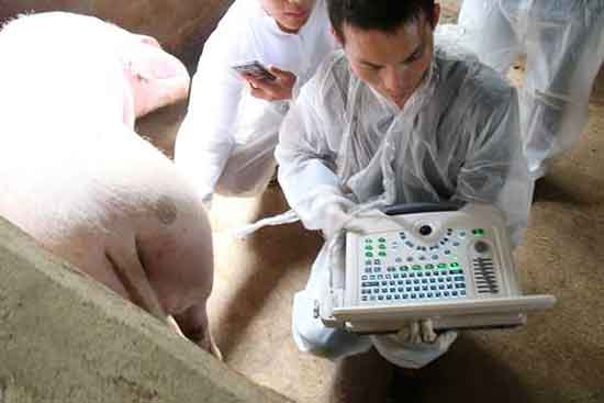 養(yǎng)豬場(chǎng)使用獸用B超機(jī)